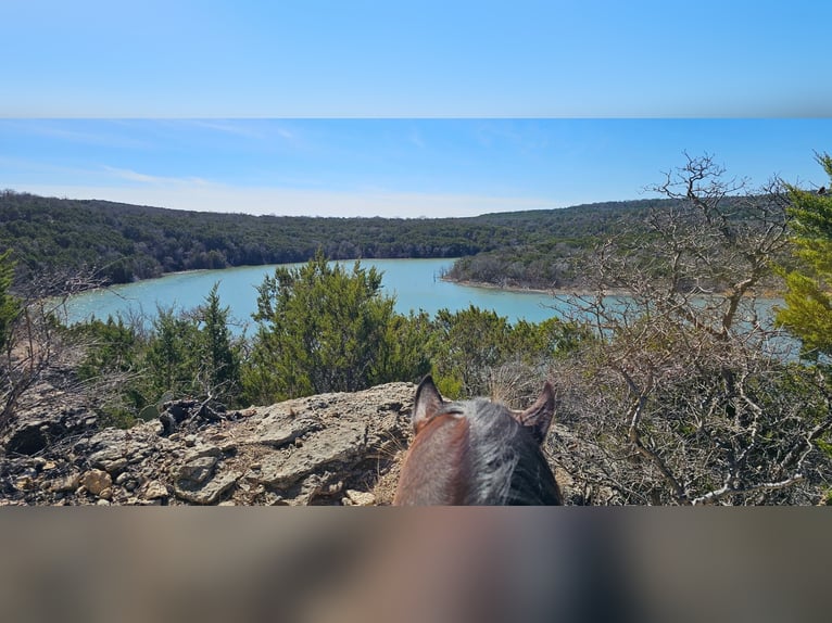 American Quarter Horse Wałach 7 lat 155 cm Gniada in Weatherford