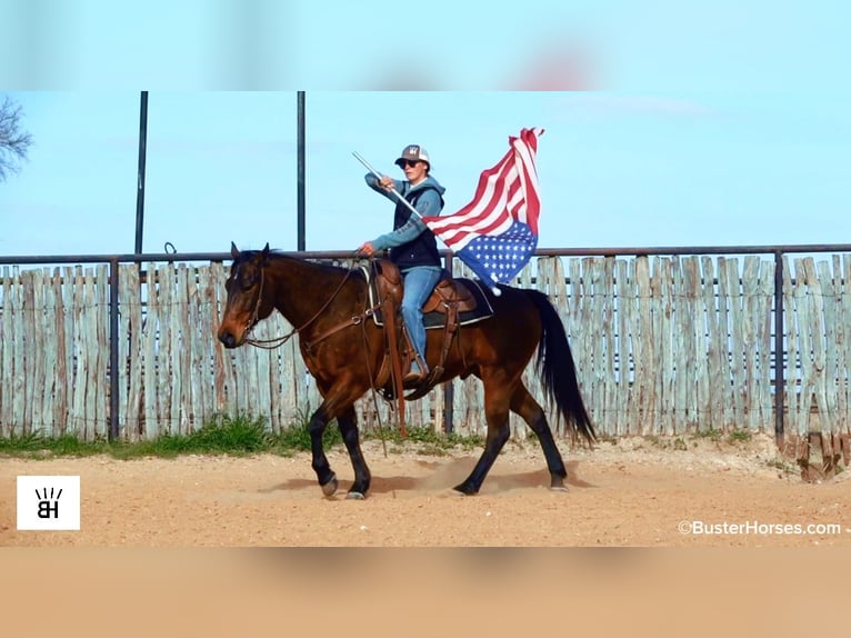 American Quarter Horse Wałach 7 lat 155 cm Gniada in Weatherford