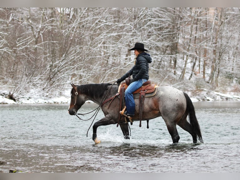 American Quarter Horse Wałach 7 lat 155 cm Gniadodereszowata in Clarion