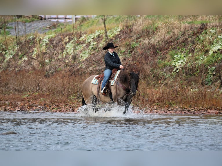 American Quarter Horse Wałach 7 lat 155 cm Grullo in Clarion