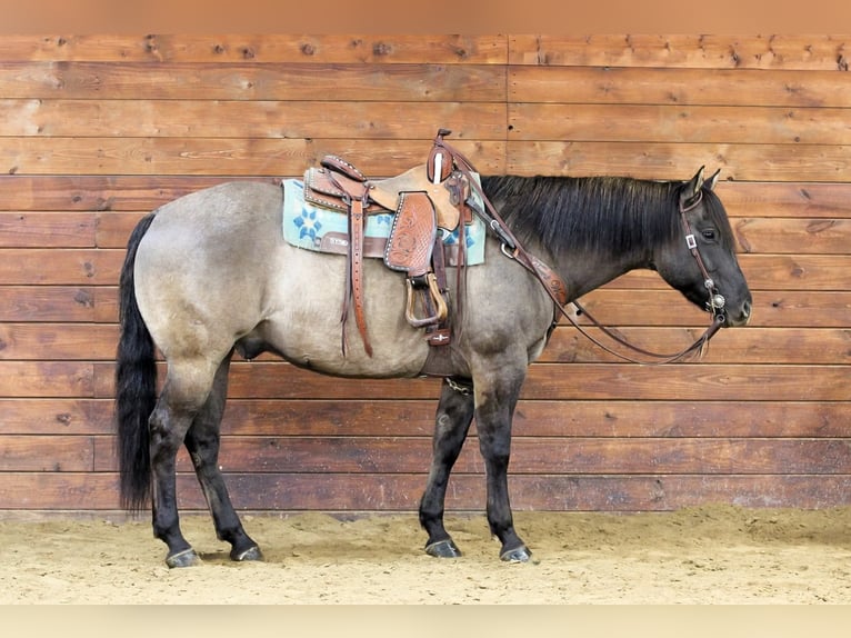 American Quarter Horse Wałach 7 lat 155 cm Grullo in Clarion