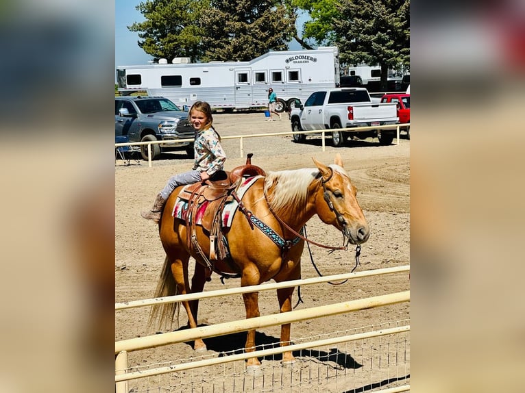 American Quarter Horse Wałach 7 lat 155 cm Izabelowata in Caldwell, ID