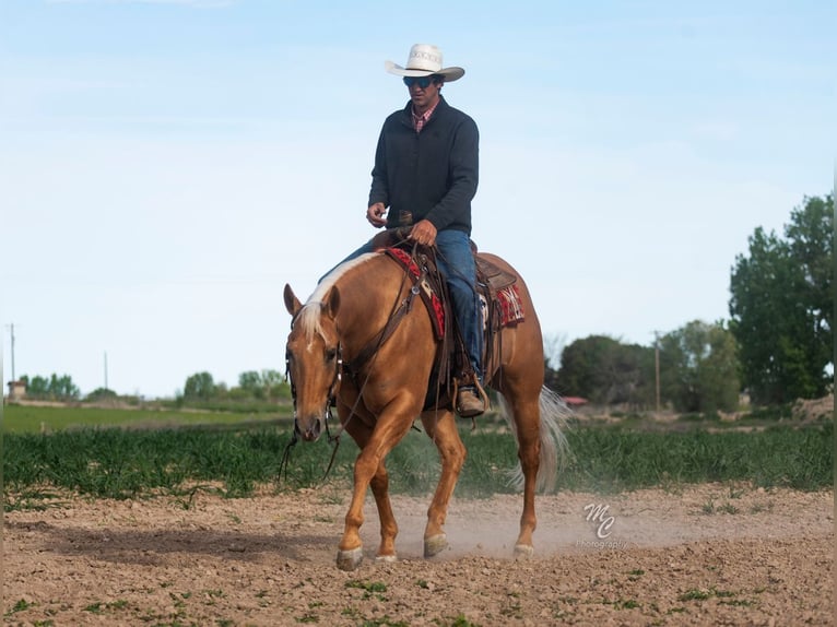 American Quarter Horse Wałach 7 lat 155 cm Izabelowata in Caldwell, ID