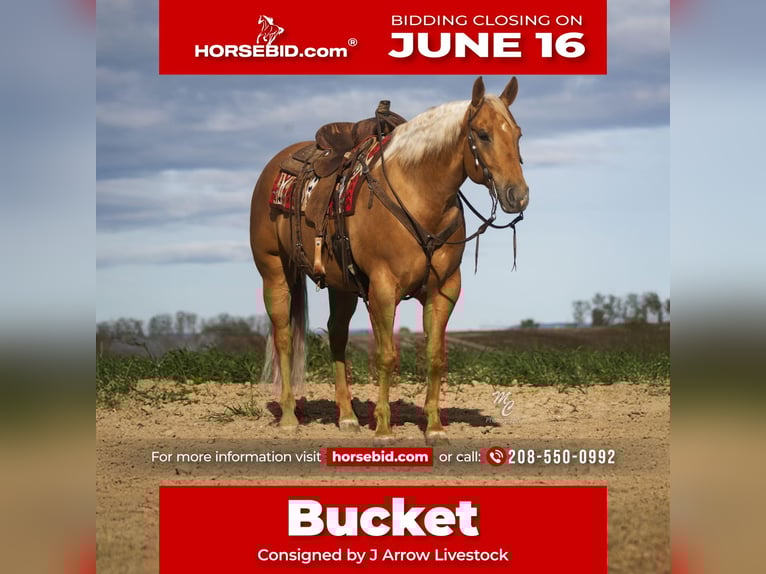 American Quarter Horse Wałach 7 lat 155 cm Izabelowata in Caldwell, ID
