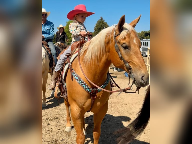 American Quarter Horse Wałach 7 lat 155 cm Izabelowata in Caldwell, ID