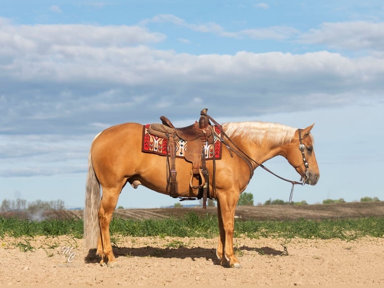 American Quarter Horse Wałach 7 lat 155 cm Izabelowata in Caldwell, ID