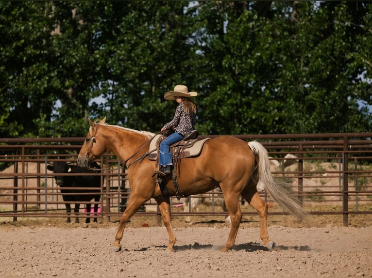American Quarter Horse Wałach 7 lat 155 cm Izabelowata in Caldwell, ID