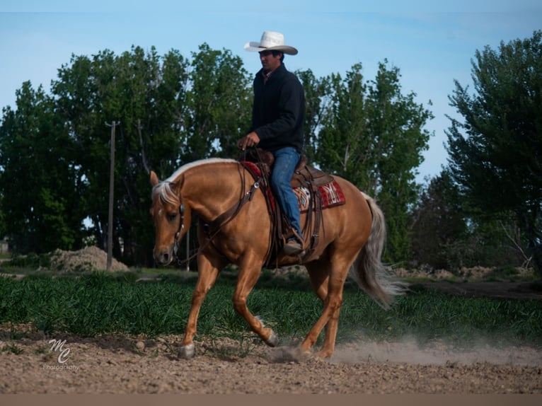 American Quarter Horse Wałach 7 lat 155 cm Izabelowata in Caldwell, ID