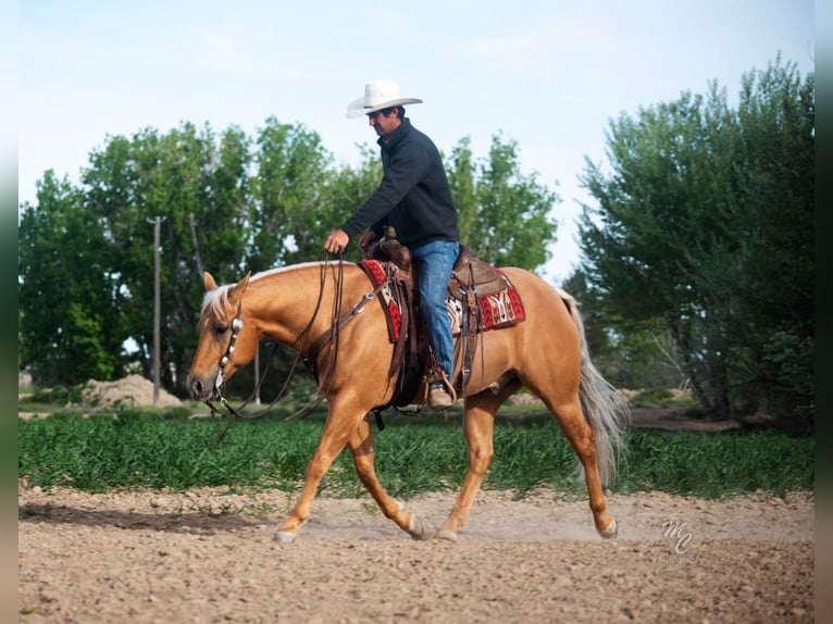 American Quarter Horse Wałach 7 lat 155 cm Izabelowata in Caldwell, ID