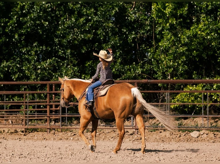 American Quarter Horse Wałach 7 lat 155 cm Izabelowata in Caldwell, ID