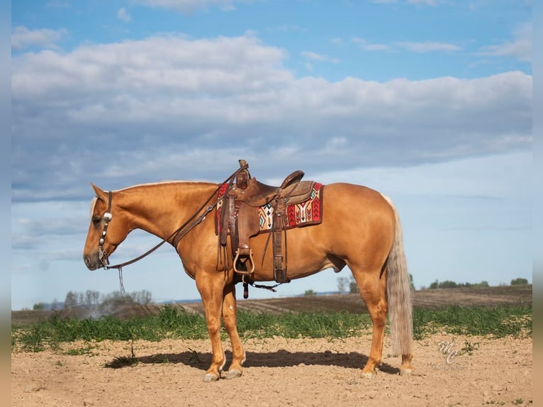 American Quarter Horse Wałach 7 lat 155 cm Izabelowata in Caldwell, ID