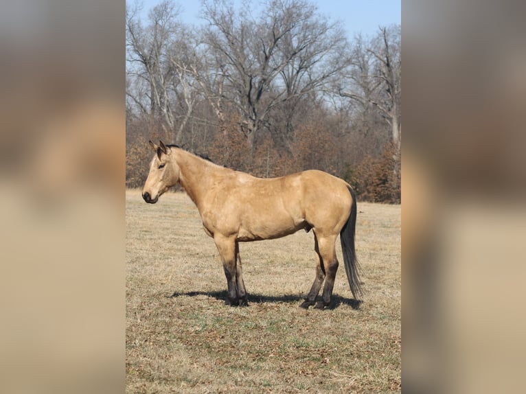 American Quarter Horse Wałach 7 lat 155 cm Jelenia in Brownstown, IL