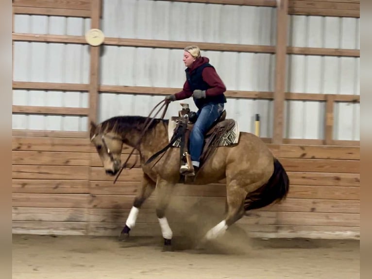 American Quarter Horse Wałach 7 lat 155 cm Jelenia in New Holland