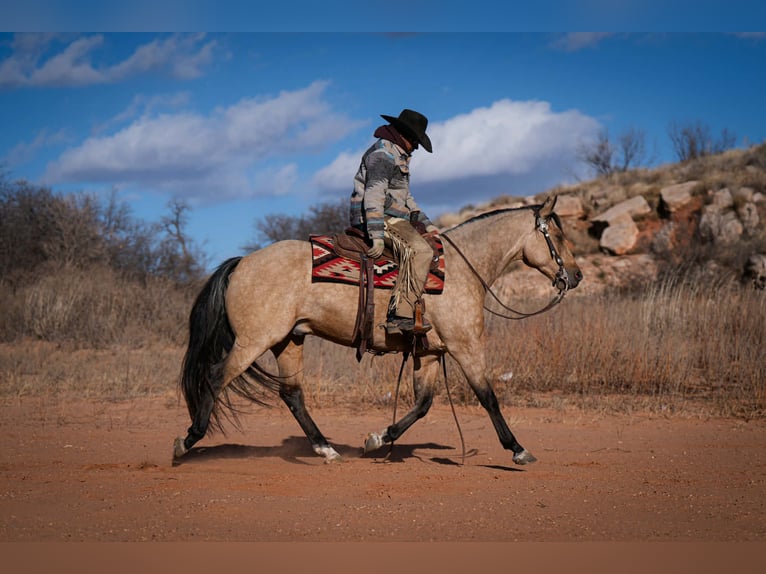 American Quarter Horse Wałach 7 lat 155 cm Jelenia in Canyon