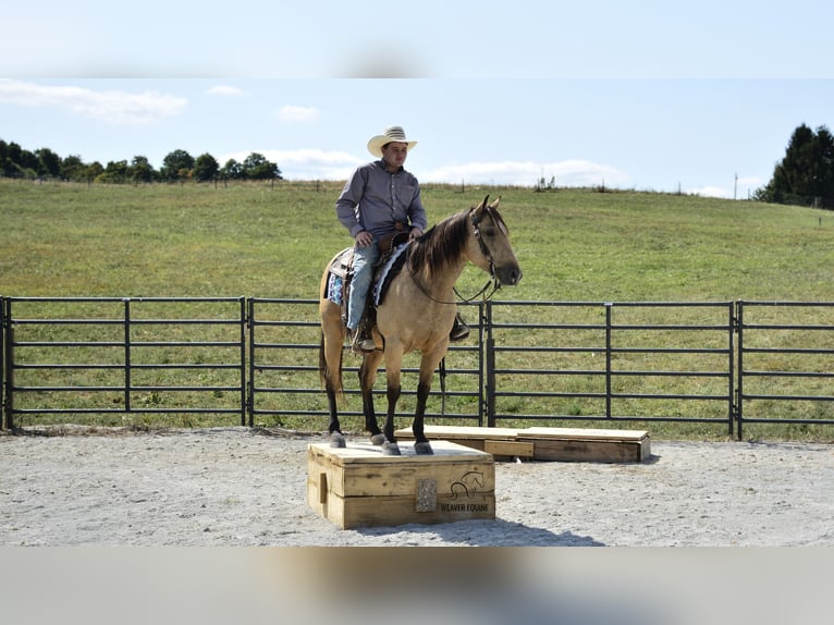 American Quarter Horse Wałach 7 lat 155 cm Jelenia in Fredericksburg