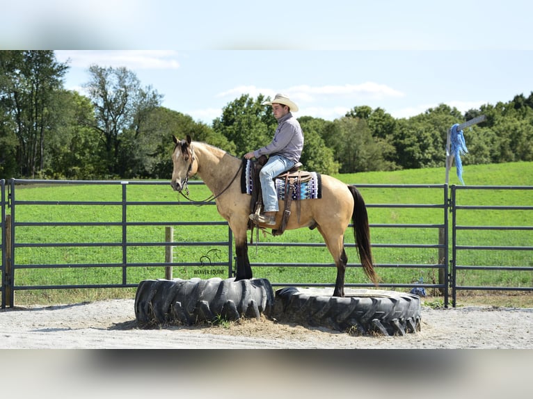 American Quarter Horse Wałach 7 lat 155 cm Jelenia in Fredericksburg