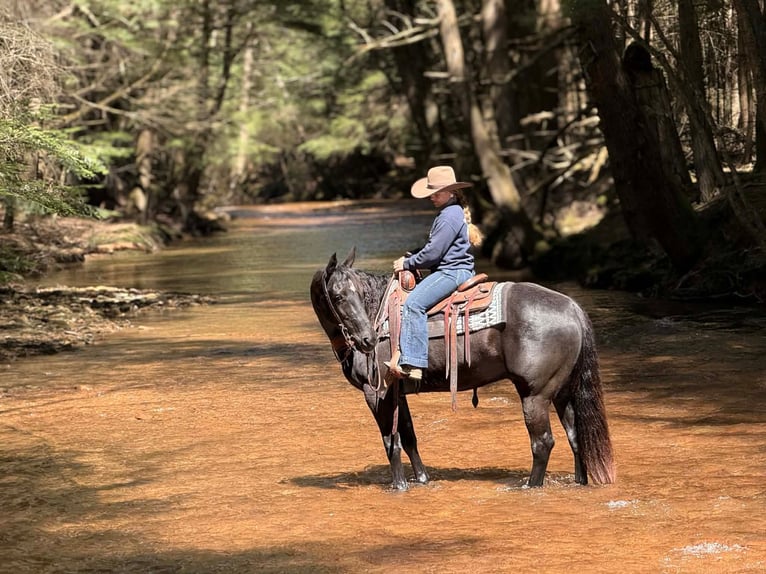 American Quarter Horse Wałach 7 lat 155 cm Kara in Clarion