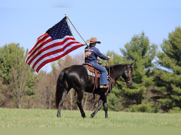 American Quarter Horse Wałach 7 lat 155 cm Kara in Clarion