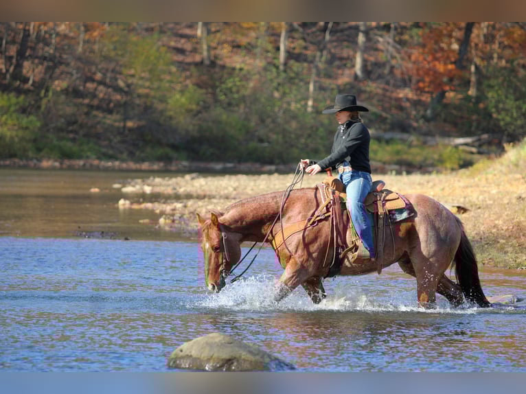 American Quarter Horse Wałach 7 lat 155 cm Kasztanowatodereszowata in Clarion