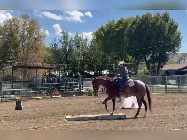 American Quarter Horse Wałach 7 lat 155 cm Kasztanowatodereszowata in Aguila
