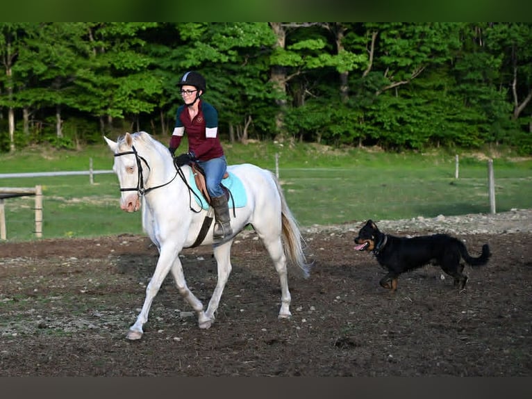 American Quarter Horse Wałach 7 lat 155 cm Perlino in Warsaw