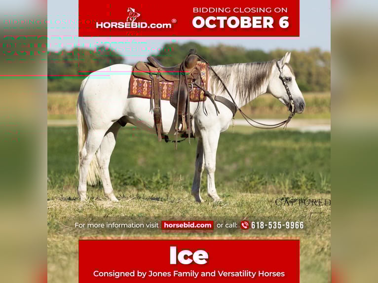 American Quarter Horse Wałach 7 lat 155 cm Siwa in Lewistown