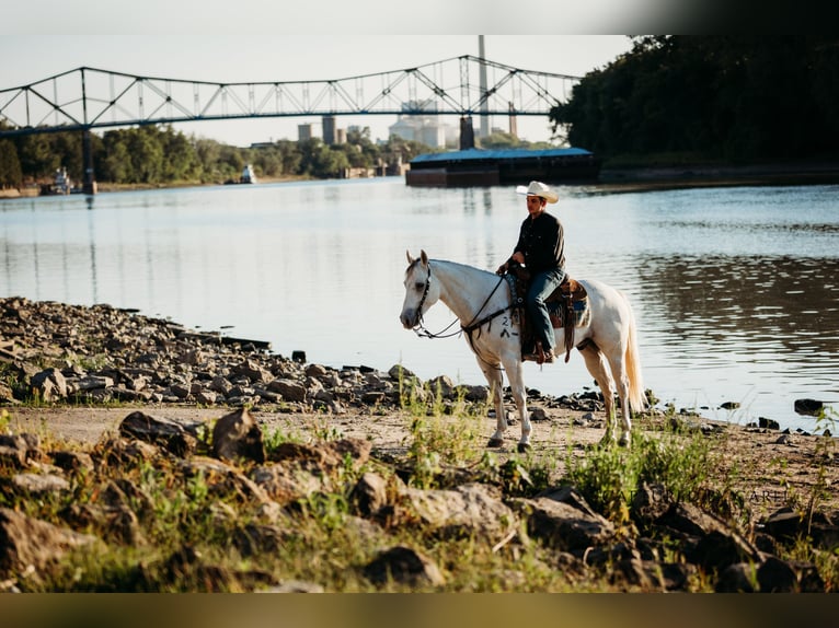 American Quarter Horse Wałach 7 lat 155 cm Siwa in Lewistown