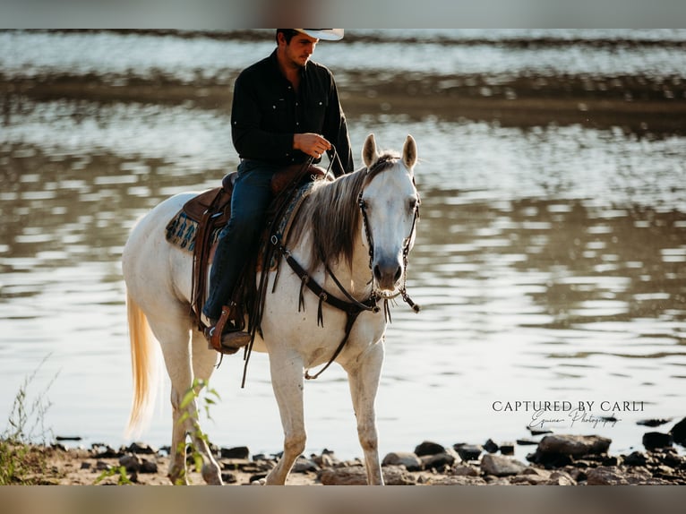 American Quarter Horse Wałach 7 lat 155 cm Siwa in Lewistown