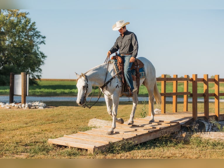 American Quarter Horse Wałach 7 lat 155 cm Siwa in Lewistown