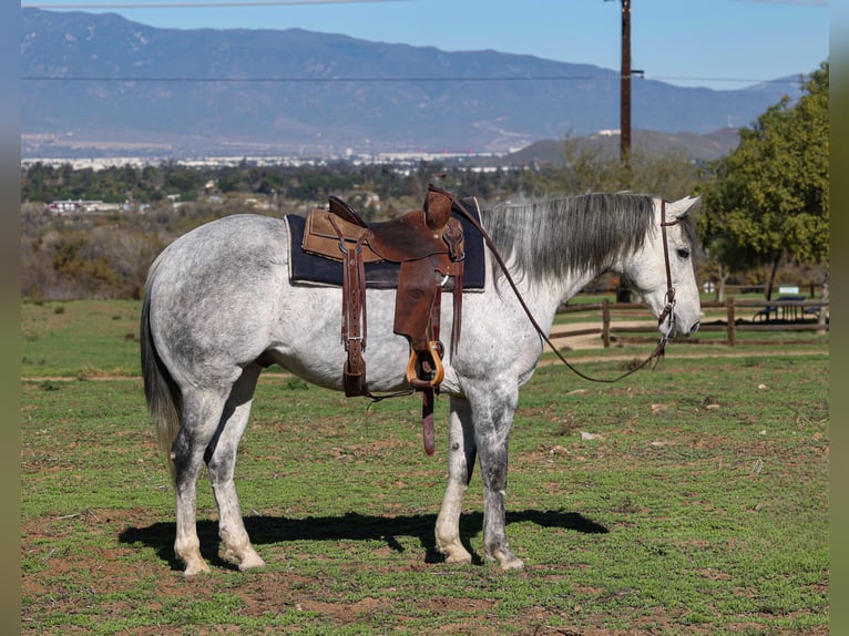 American Quarter Horse Wałach 7 lat 155 cm Siwa in Norco