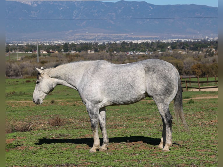 American Quarter Horse Wałach 7 lat 155 cm Siwa in Norco