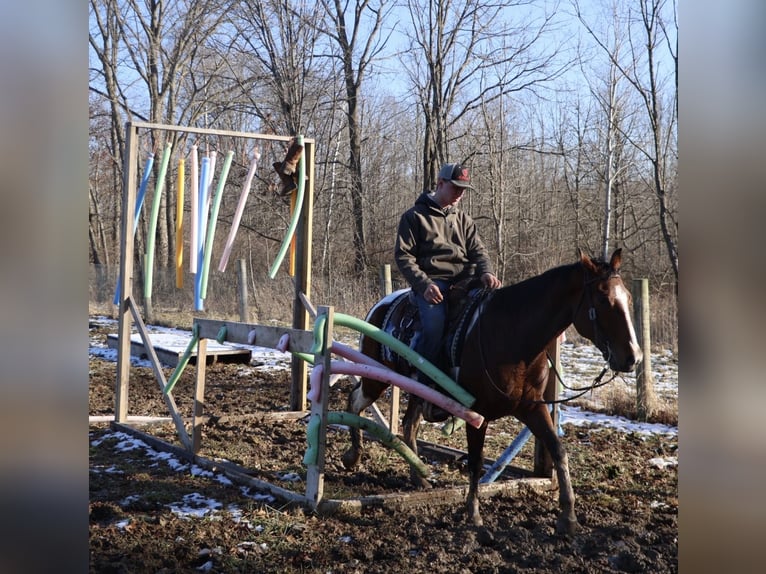 American Quarter Horse Wałach 7 lat 155 cm Srokata in Howell