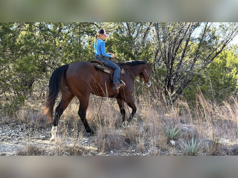 American Quarter Horse Wałach 7 lat 157 cm Gniada in Cleburne
