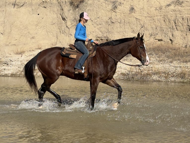 American Quarter Horse Wałach 7 lat 157 cm Gniada in Cleburne