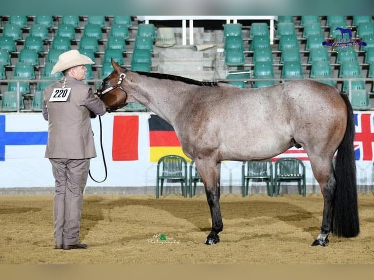American Quarter Horse Wałach 7 lat 157 cm Gniadodereszowata in Rheinbach