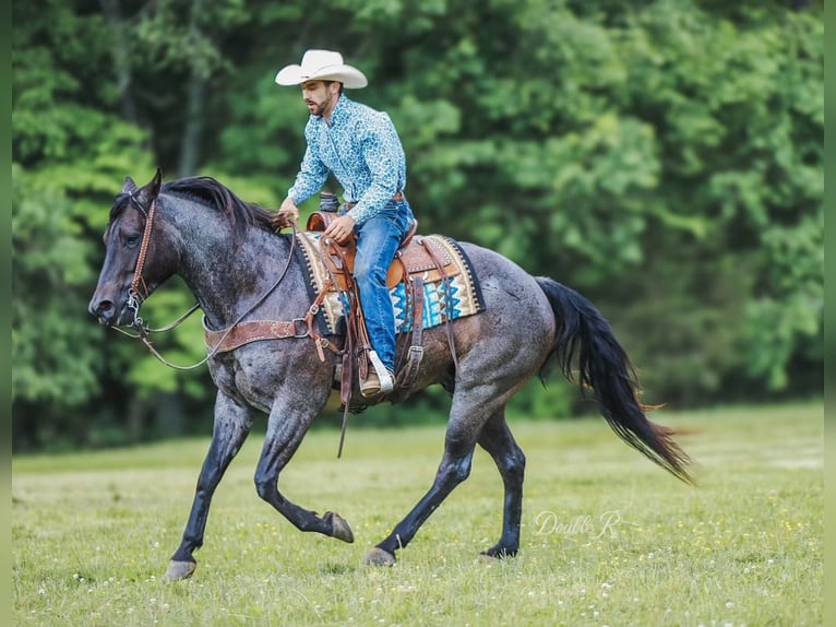 American Quarter Horse Wałach 7 lat 157 cm Gniadodereszowata in Lyles, TN