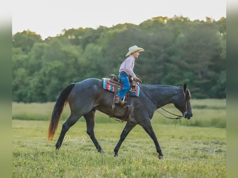 American Quarter Horse Wałach 7 lat 157 cm Gniadodereszowata in Lyles, TN