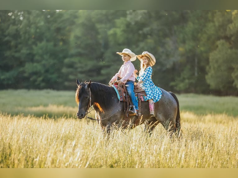 American Quarter Horse Wałach 7 lat 157 cm Gniadodereszowata in Lyles, TN