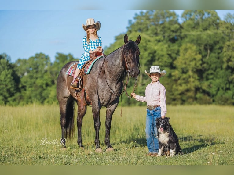 American Quarter Horse Wałach 7 lat 157 cm Gniadodereszowata in Lyles, TN