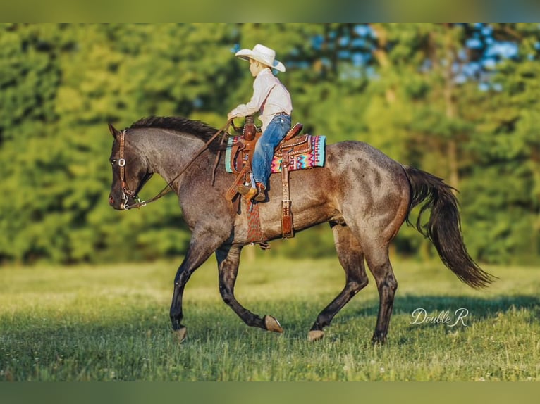American Quarter Horse Wałach 7 lat 157 cm Gniadodereszowata in Lyles, TN