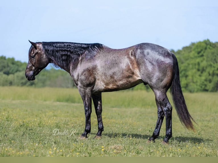 American Quarter Horse Wałach 7 lat 157 cm Gniadodereszowata in Lyles, TN