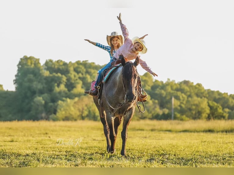 American Quarter Horse Wałach 7 lat 157 cm Gniadodereszowata in Lyles, TN