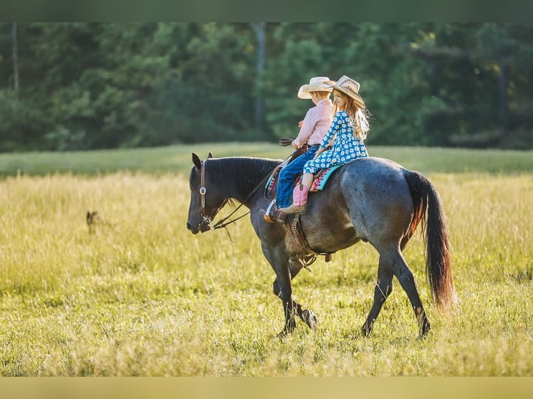 American Quarter Horse Wałach 7 lat 157 cm Gniadodereszowata in Lyles, TN
