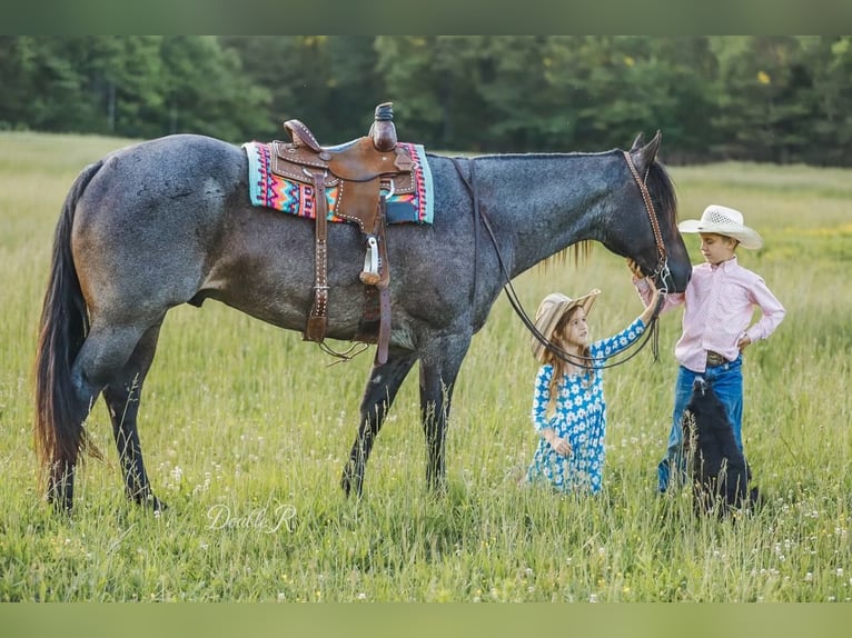 American Quarter Horse Wałach 7 lat 157 cm Gniadodereszowata in Lyles, TN