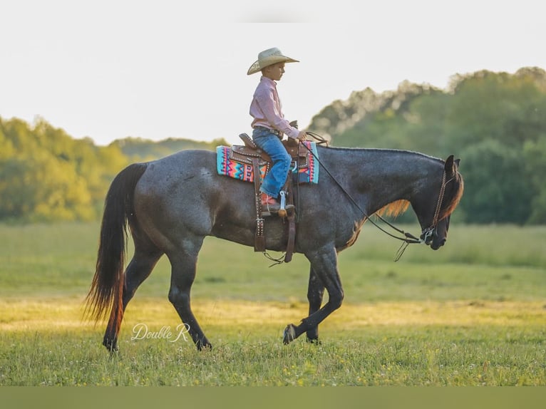 American Quarter Horse Wałach 7 lat 157 cm Gniadodereszowata in Lyles, TN