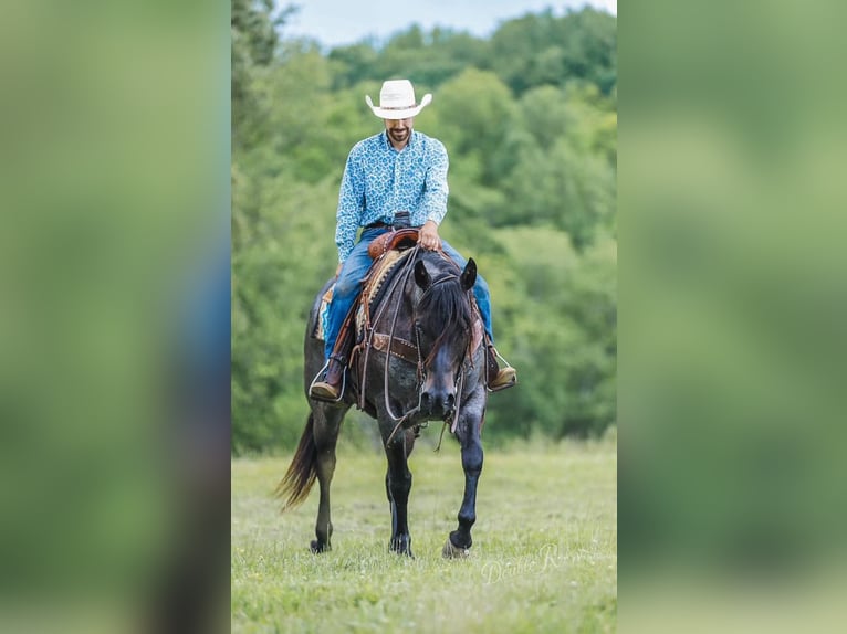 American Quarter Horse Wałach 7 lat 157 cm Gniadodereszowata in Lyles, TN