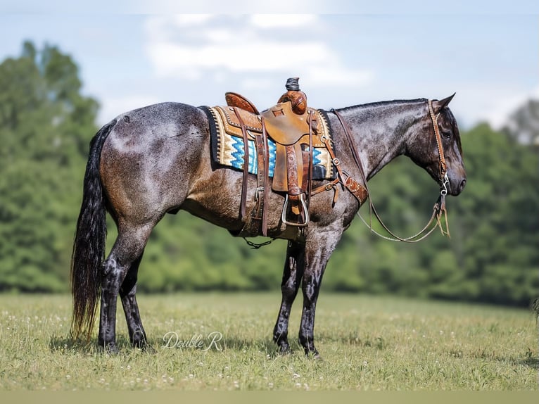 American Quarter Horse Wałach 7 lat 157 cm Gniadodereszowata in Lyles, TN