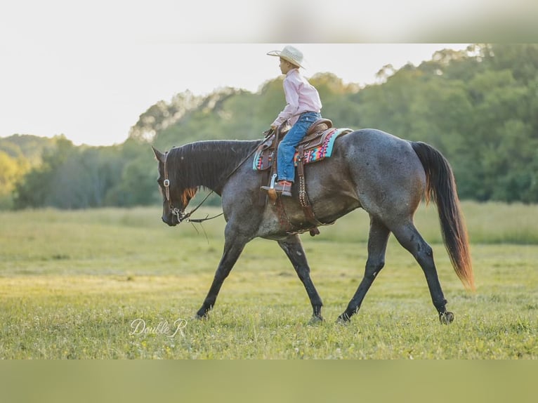 American Quarter Horse Wałach 7 lat 157 cm Gniadodereszowata in Lyles, TN