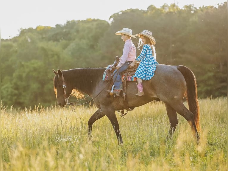American Quarter Horse Wałach 7 lat 157 cm Gniadodereszowata in Lyles, TN