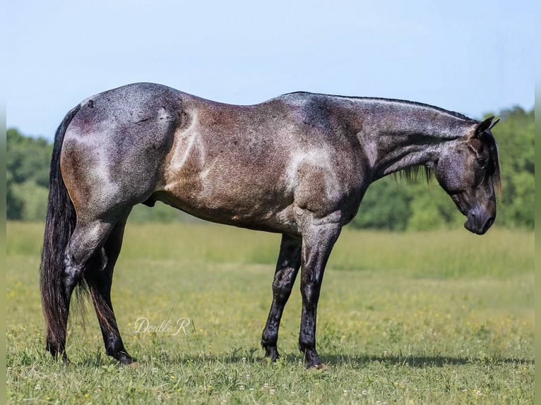 American Quarter Horse Wałach 7 lat 157 cm Gniadodereszowata in Lyles, TN